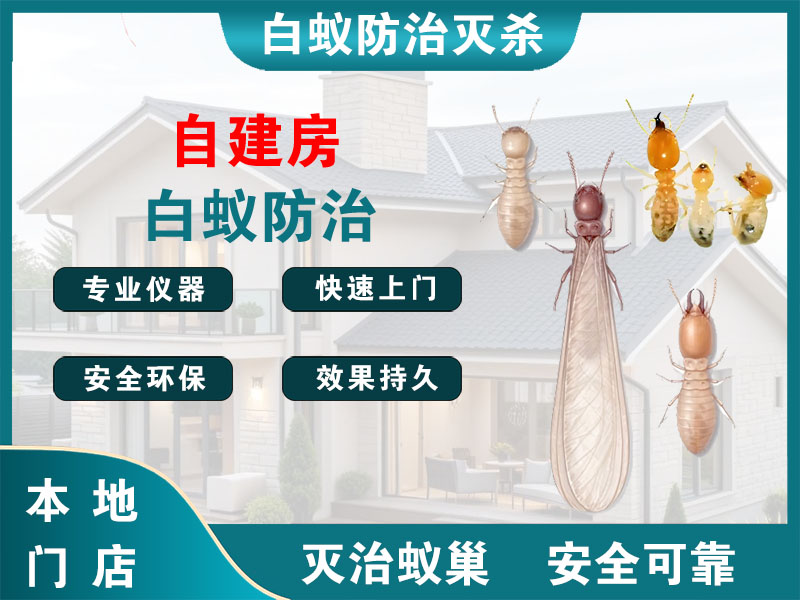 仙居县自建房白蚁防治