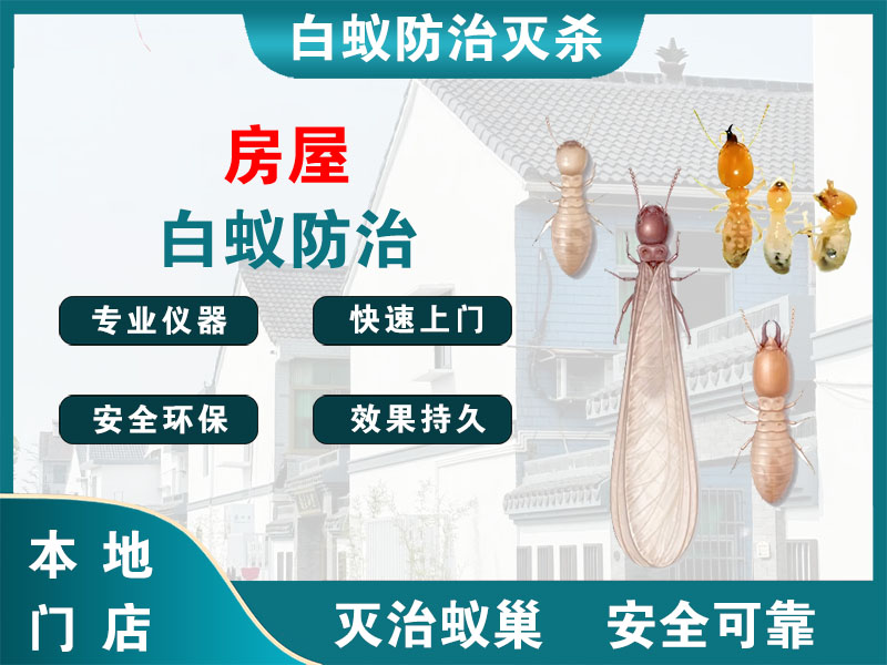仙居县房屋白蚁防治